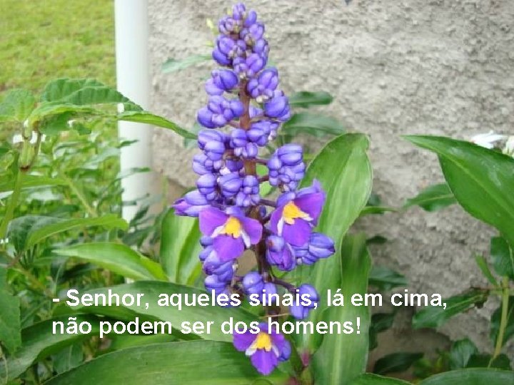 - Senhor, aqueles sinais, lá em cima, não podem ser dos homens! 