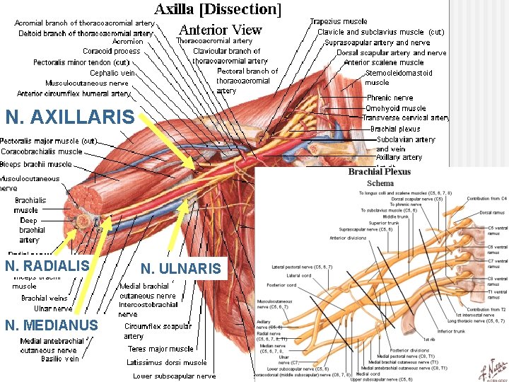 N. AXILLARIS N. RADIALIS N. MEDIANUS N. ULNARIS 