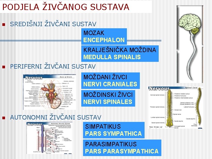 PODJELA ŽIVČANOG SUSTAVA n SREDIŠNJI ŽIVČANI SUSTAV MOZAK ENCEPHALON KRALJEŠNIČKA MOŽDINA MEDULLA SPINALIS n