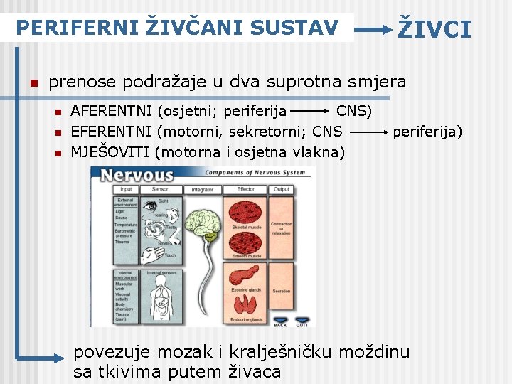 PERIFERNI ŽIVČANI SUSTAV n ŽIVCI prenose podražaje u dva suprotna smjera n n n