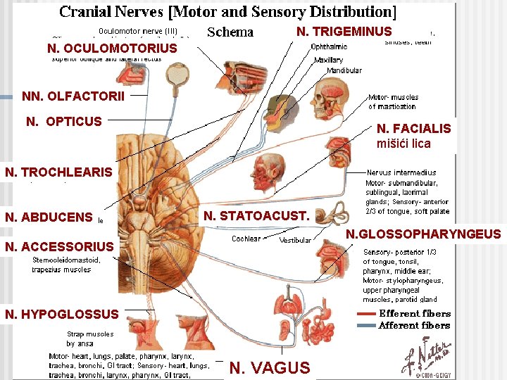 N. TRIGEMINUS N. OCULOMOTORIUS NN. OLFACTORII N. OPTICUS N. FACIALIS mišići lica N. TROCHLEARIS