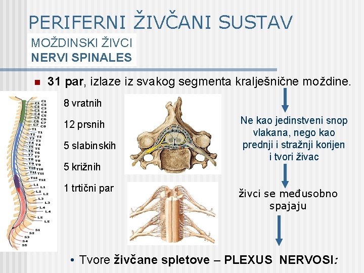 PERIFERNI ŽIVČANI SUSTAV MOŽDINSKI ŽIVCI NERVI SPINALES n 31 par, izlaze iz svakog segmenta