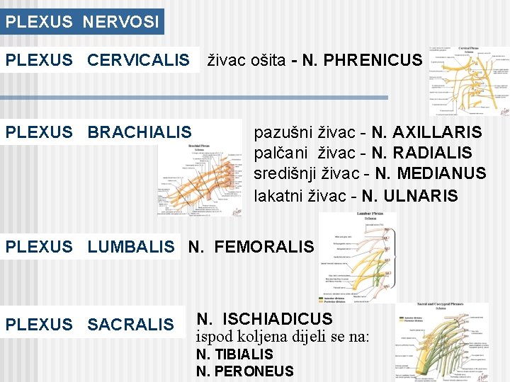 PLEXUS NERVOSI PLEXUS CERVICALIS živac ošita - N. PHRENICUS PLEXUS BRACHIALIS pazušni živac -