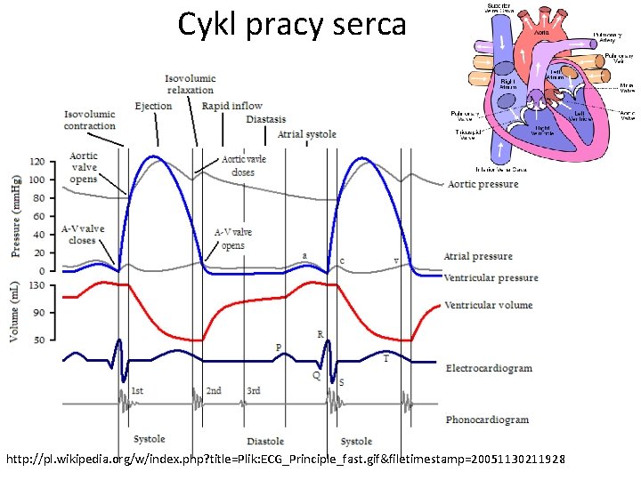 Cykl pracy serca http: //pl. wikipedia. org/w/index. php? title=Plik: ECG_Principle_fast. gif&filetimestamp=20051130211928 