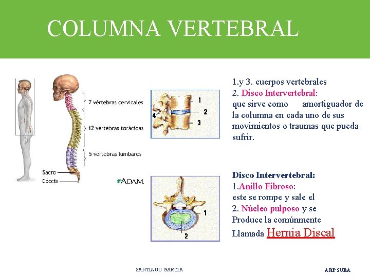 COLUMNA VERTEBRAL 1. y 3. cuerpos vertebrales 2. Disco Intervertebral: que sirve como amortiguador