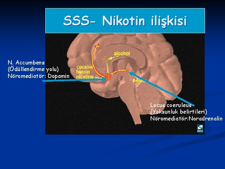 SSS- Nikotin ilişkisi N. Accumbens (Ödüllendirme yolu) Nöromediatör: Dopamin Locus coeruleus (Yoksunluk belirtileri) Nöromediatör: