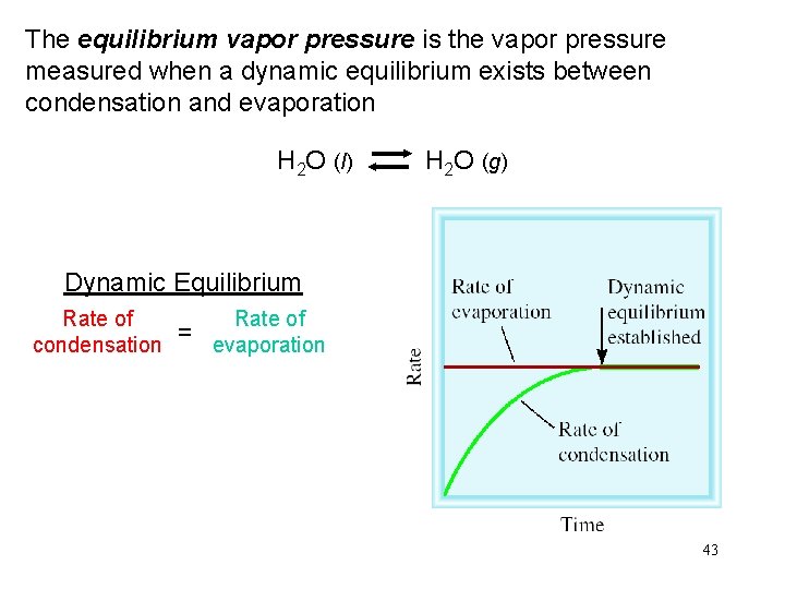 The equilibrium vapor pressure is the vapor pressure measured when a dynamic equilibrium exists