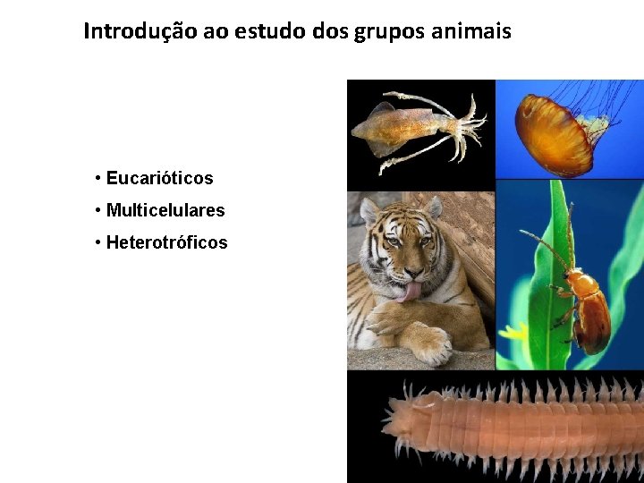 Introdução ao estudo dos grupos animais • Eucarióticos • Multicelulares • Heterotróficos 