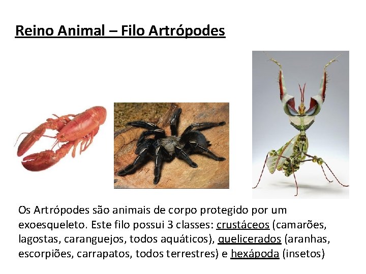 Reino Animal – Filo Artrópodes Os Artrópodes são animais de corpo protegido por um