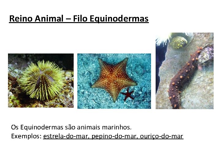 Reino Animal – Filo Equinodermas Os Equinodermas são animais marinhos. Exemplos: estrela-do-mar, pepino-do-mar, ouriço-do-mar