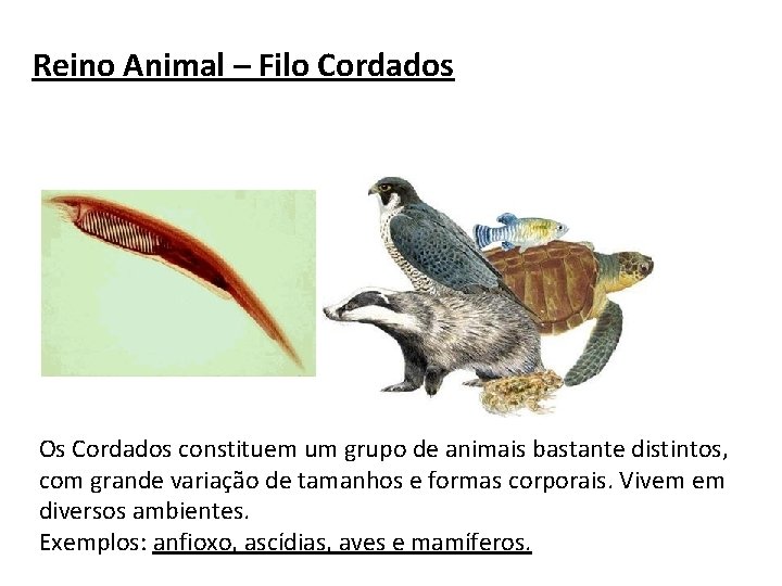 Reino Animal – Filo Cordados Os Cordados constituem um grupo de animais bastante distintos,