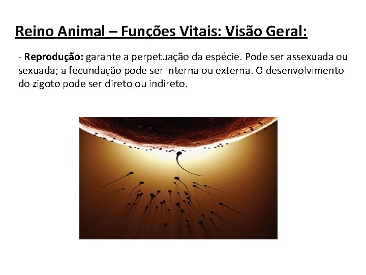 Reino Animal – Funções Vitais: Visão Geral: - Reprodução: garante a perpetuação da espécie.