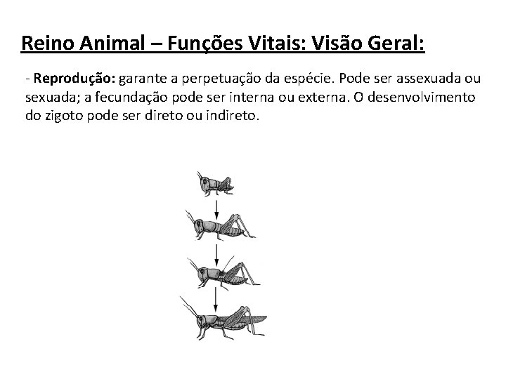 Reino Animal – Funções Vitais: Visão Geral: - Reprodução: garante a perpetuação da espécie.