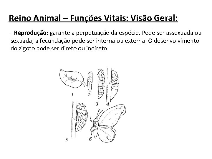 Reino Animal – Funções Vitais: Visão Geral: - Reprodução: garante a perpetuação da espécie.