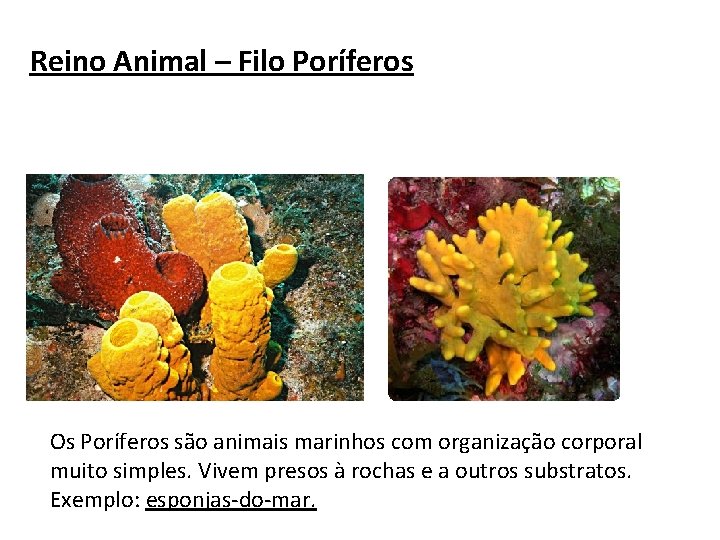 Reino Animal – Filo Poríferos Os Poríferos são animais marinhos com organização corporal muito