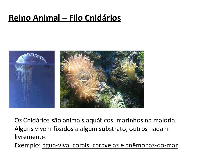 Reino Animal – Filo Cnidários Os Cnidários são animais aquáticos, marinhos na maioria. Alguns