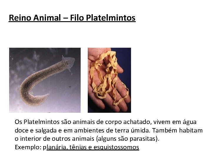 Reino Animal – Filo Platelmintos Os Platelmintos são animais de corpo achatado, vivem em