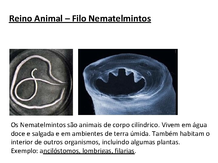 Reino Animal – Filo Nematelmintos Os Nematelmintos são animais de corpo cilíndrico. Vivem em