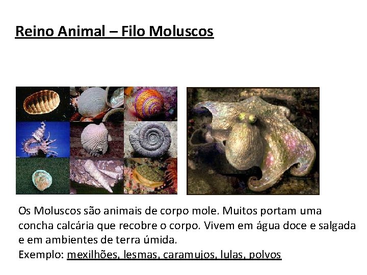 Reino Animal – Filo Moluscos Os Moluscos são animais de corpo mole. Muitos portam