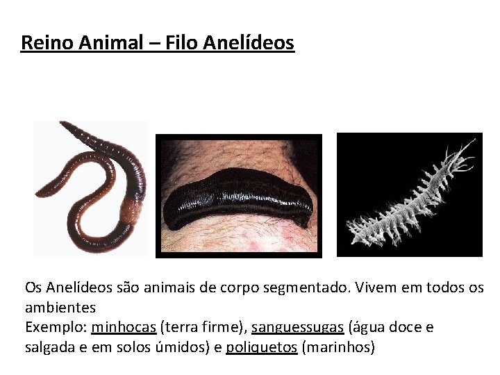 Reino Animal – Filo Anelídeos Os Anelídeos são animais de corpo segmentado. Vivem em