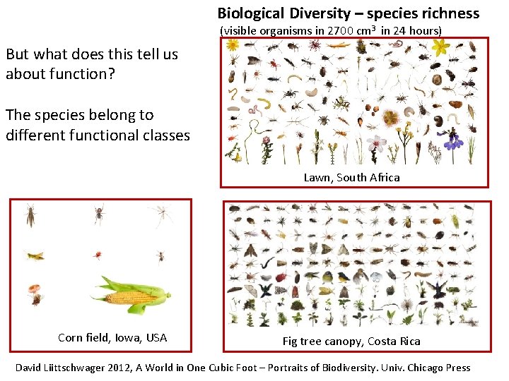 Biological Diversity – species richness (visible organisms in 2700 cm 3 in 24 hours)