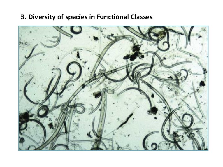 3. Diversity of species in Functional Classes 