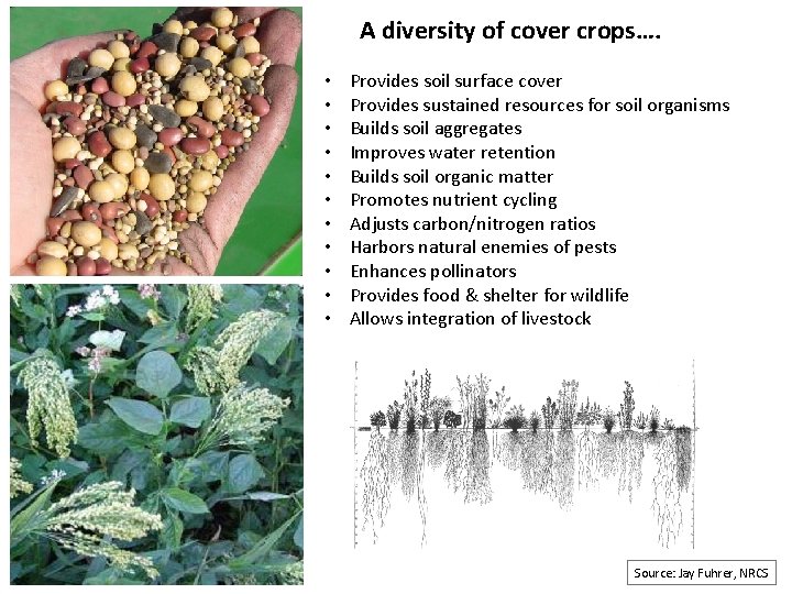A diversity of cover crops…. • • • Provides soil surface cover Provides sustained