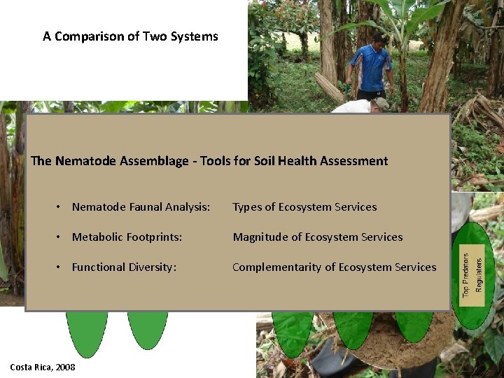 A Comparison of Two Systems The Nematode Assemblage - Tools for Soil Health Assessment