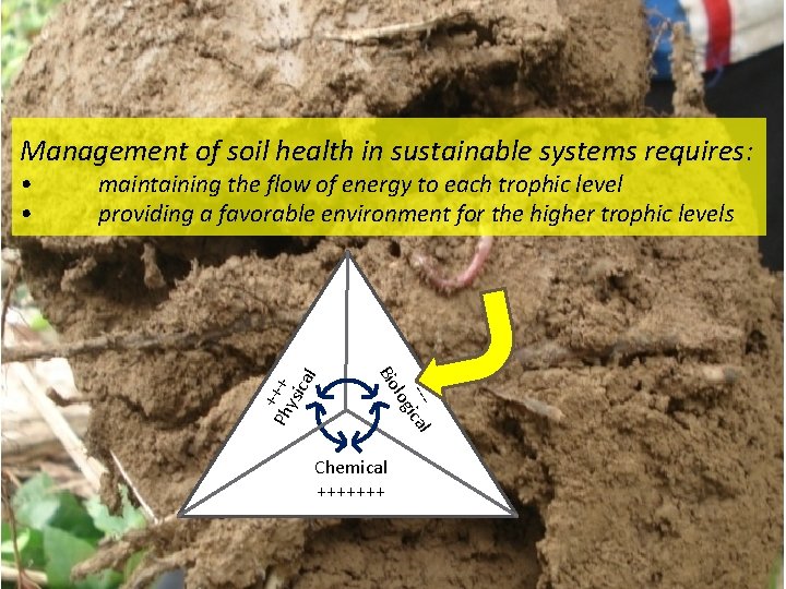 Management of soil health in sustainable systems requires: maintaining the flow of energy to