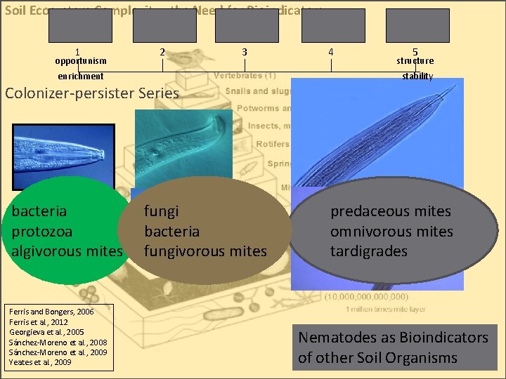 Soil Ecosystem Complexity: the Need for Bioindicators 1 opportunism 2 3 enrichment 4 5