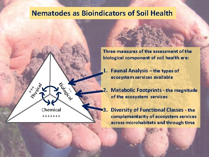 Nematodes as Bioindicators of Soil Health Three measures of the assessment of the biological