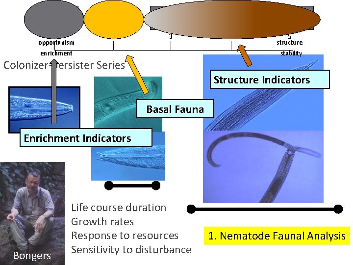 1 opportunism 2 3 enrichment 4 5 structure stability Colonizer-persister Series Structure Indicators Basal