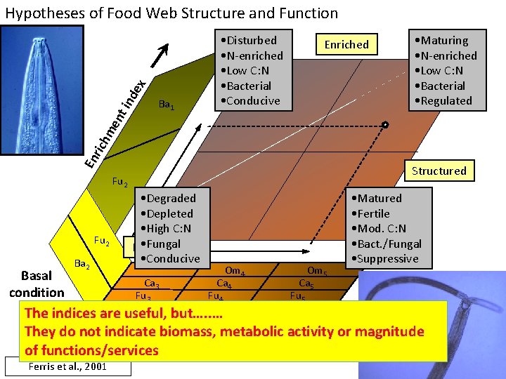 Hypotheses of Food Web Structure and Function Ba 1 Enriched • Maturing • N-enriched