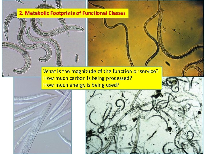 2. Metabolic Footprints of Functional Classes What is the magnitude of the function or