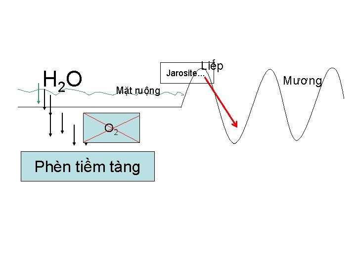 H 2 O Liếp Jarosite. . . Mặt ruộng O 2 Phèn tiềm tàng