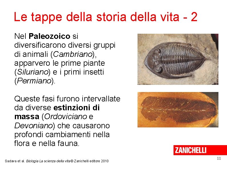 Le tappe della storia della vita - 2 Nel Paleozoico si diversificarono diversi gruppi