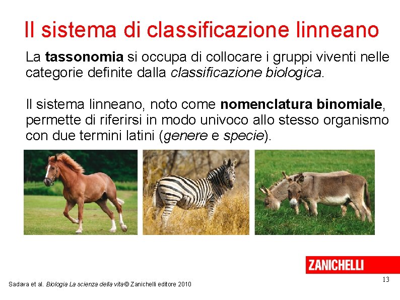 Il sistema di classificazione linneano La tassonomia si occupa di collocare i gruppi viventi