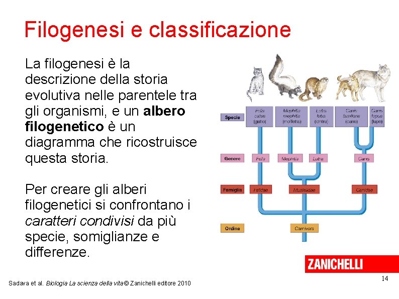 Filogenesi e classificazione La filogenesi è la descrizione della storia evolutiva nelle parentele tra