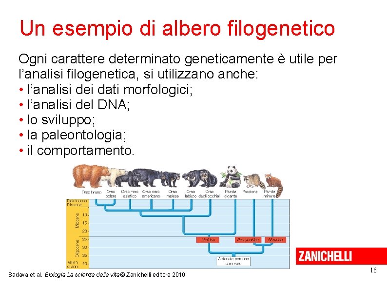 Un esempio di albero filogenetico Ogni carattere determinato geneticamente è utile per l’analisi filogenetica,