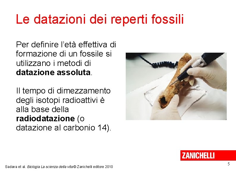 Le datazioni dei reperti fossili Per definire l’età effettiva di formazione di un fossile