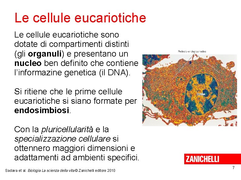 Le cellule eucariotiche sono dotate di compartimenti distinti (gli organuli) e presentano un nucleo