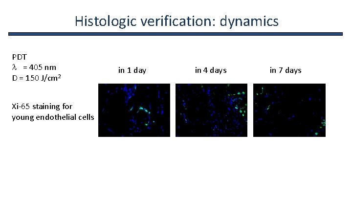 Histologic verification: dynamics PDT l = 405 nm D = 150 J/cm 2 in