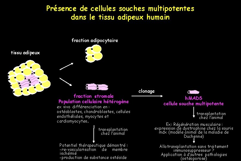 Présence de cellules souches multipotentes dans le tissu adipeux humain fraction adipocytaire tissu adipeux