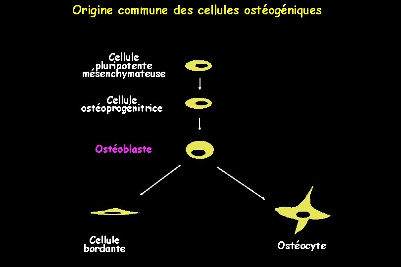 Origine commune des cellules ostéogéniques Cellule pluripotente mésenchymateuse Cellule ostéoprogénitrice Ostéoblaste Cellule bordante Ostéocyte
