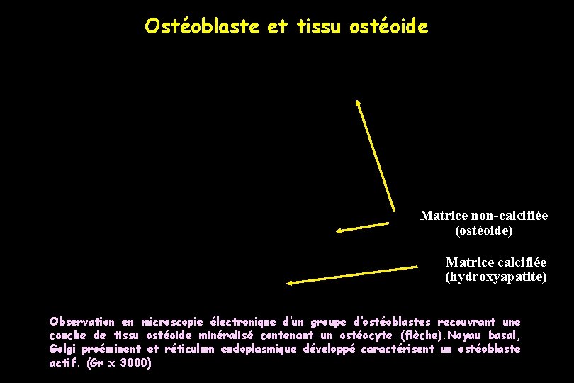 Ostéoblaste et tissu ostéoide N OB 1 N N OB 2 OB 3 Matrice