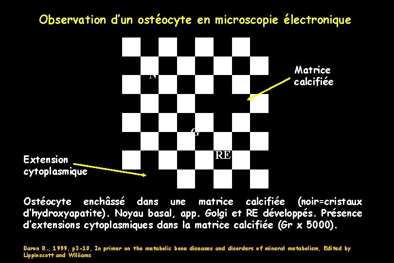 Observation d’un ostéocyte en microscopie électronique Matrice calcifiée N G Extension cytoplasmique RE Ostéocyte