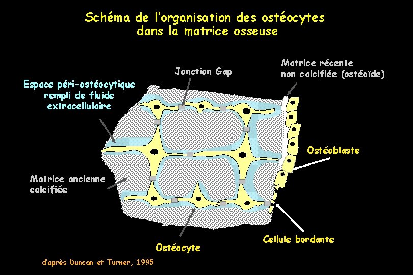 Schéma de l’organisation des ostéocytes dans la matrice osseuse Jonction Gap Espace péri-ostéocytique rempli