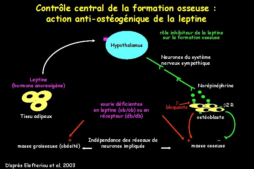 Contrôle central de la formation osseuse : action anti-ostéogénique de la leptine rôle inhibiteur