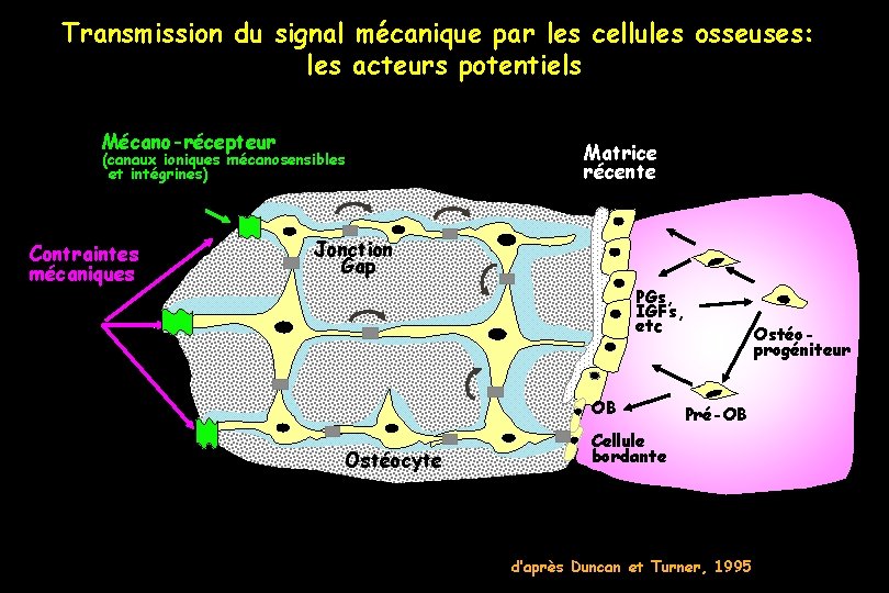 Transmission du signal mécanique par les cellules osseuses: les acteurs potentiels Mécano-récepteur (canaux ioniques