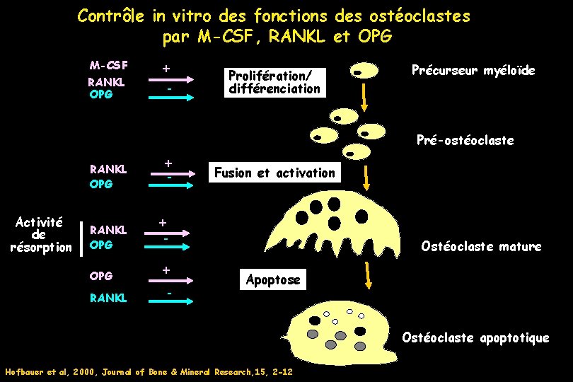 Contrôle in vitro des fonctions des ostéoclastes par M-CSF, RANKL et OPG M-CSF RANKL